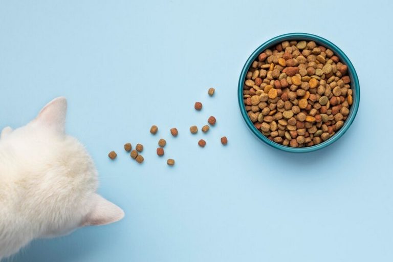 Czego nie może zabraknąć w karmie dla kota? Kluczowy składnik, o którym musisz wiedzieć!